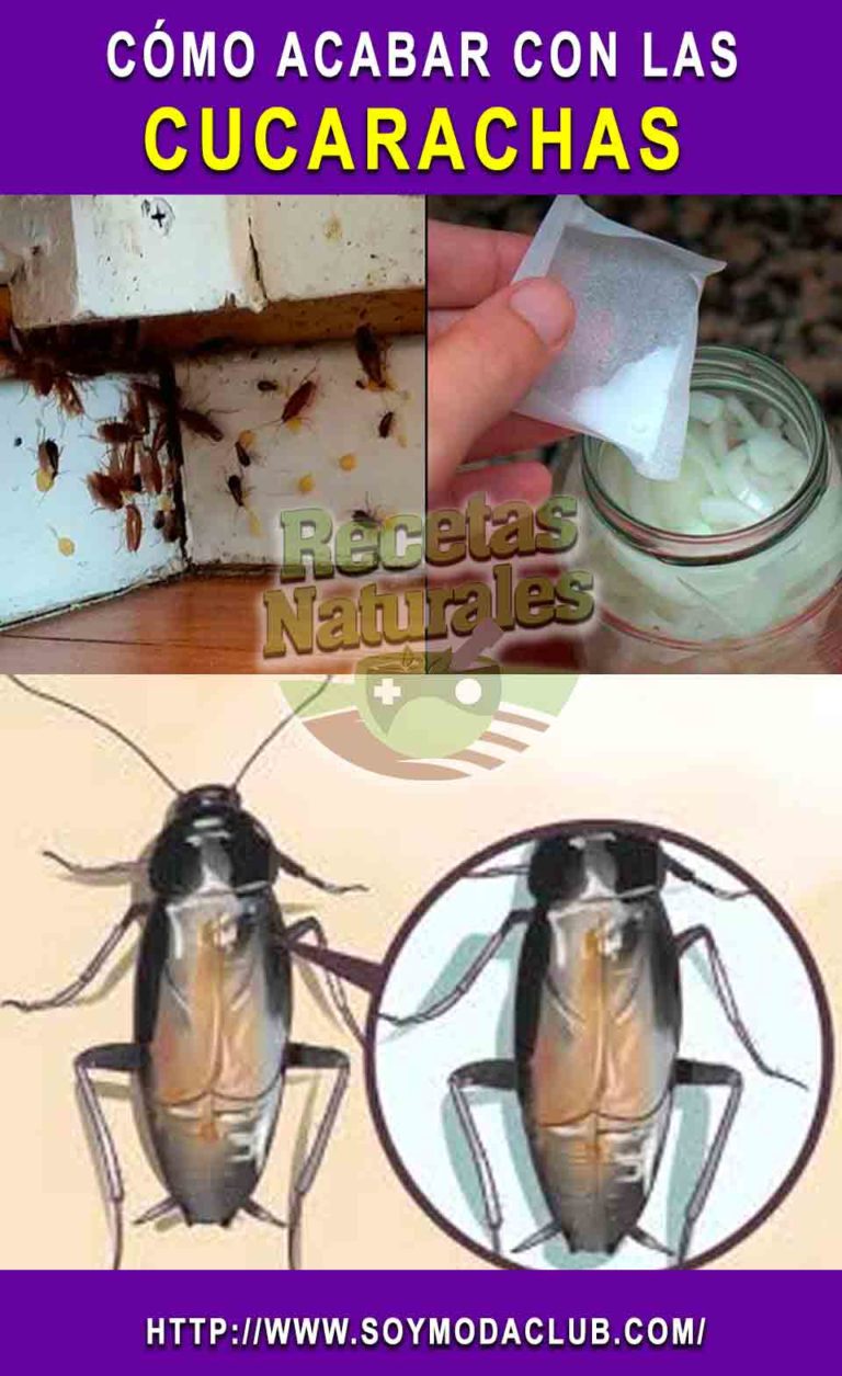 Cómo acabar definitivamente con las cucarachas en nuestra casa Cómo acabar definitivamente con las cucarachas en nuestra casa