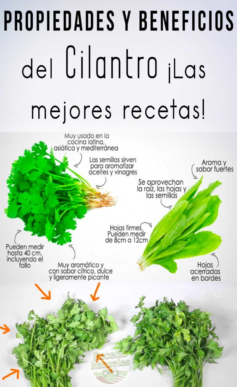 Propiedades y beneficios del Cilantro ¡Las mejores recetas! Soy moda