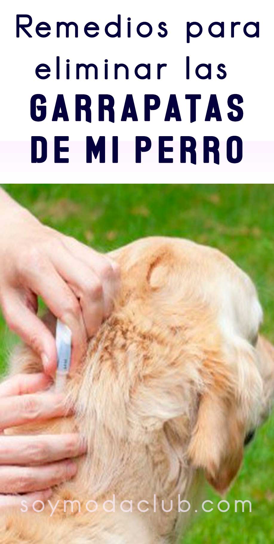 Remedios caseros para eliminar las garrapatas de mi perro - Soy moda Como Curar Las Arcadas De Mi Perro