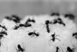 Repelente de hormigas
